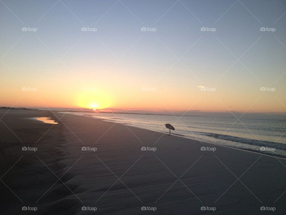 Sunrise and Heron