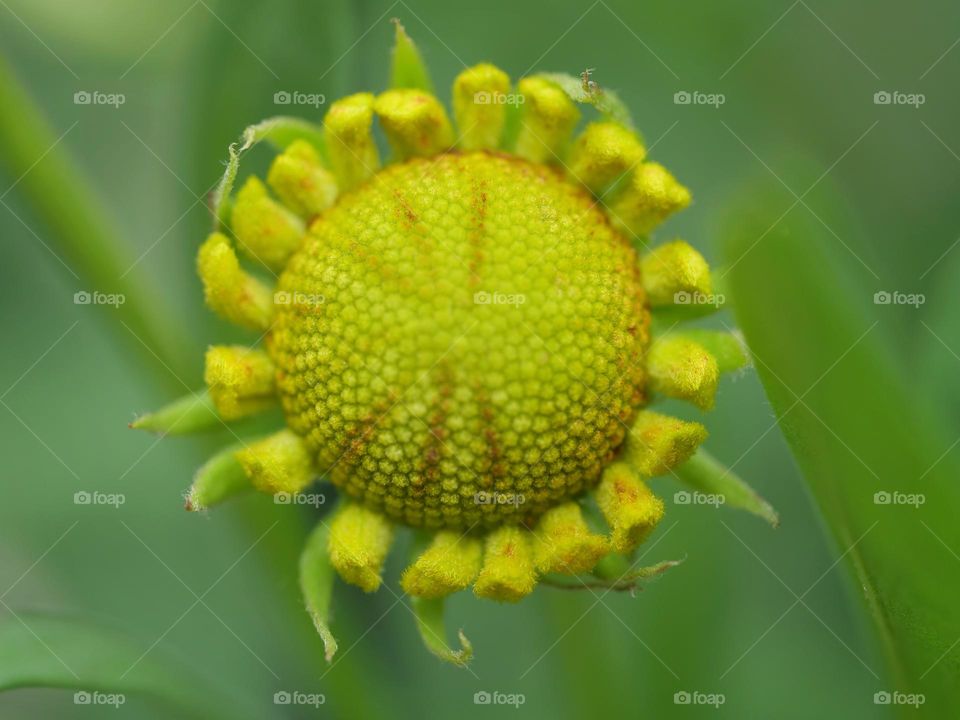Yellow flower head