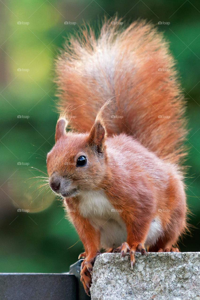 Brown squirrel in tilt shift lens