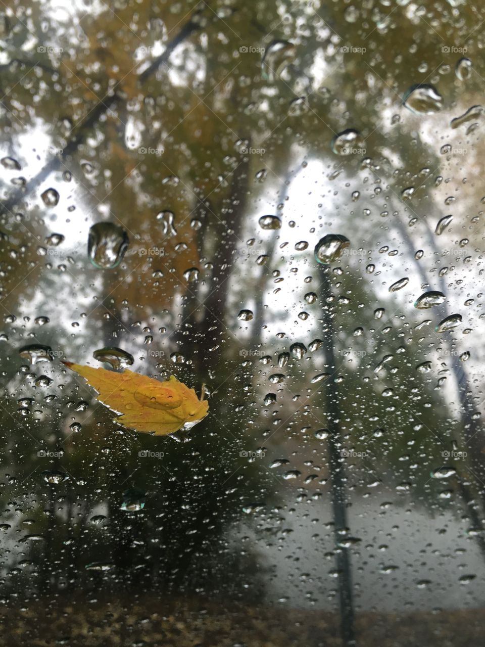 Rainy autumn windshield
