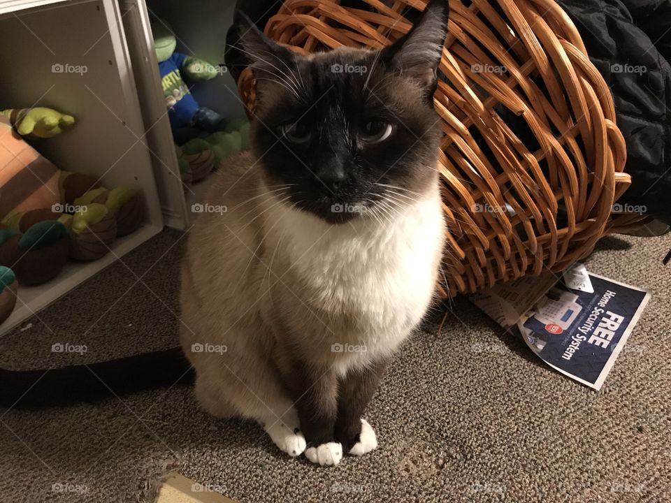 Sammy looking curious.