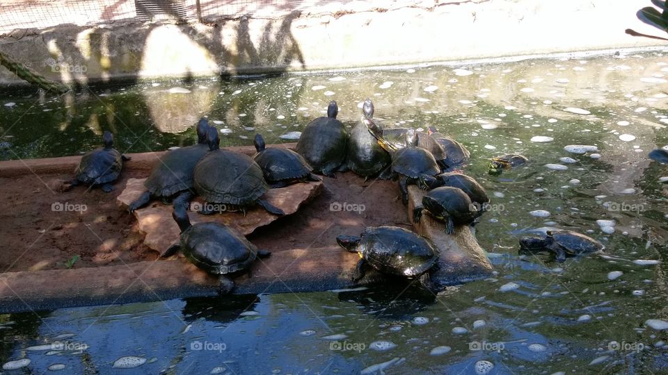 turtles