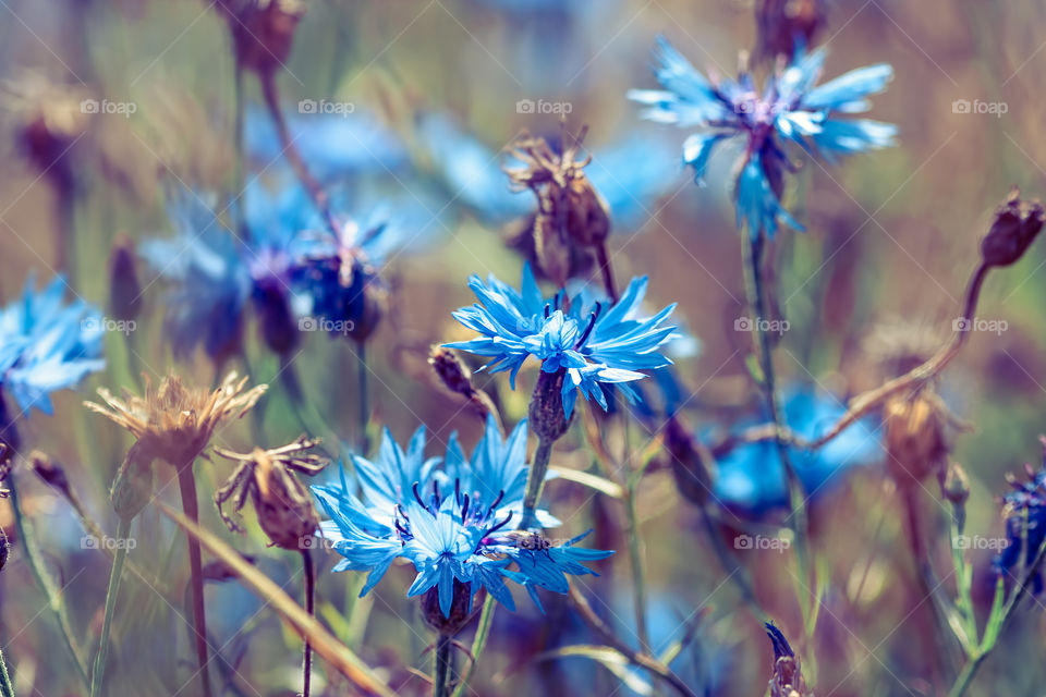 Cornflowers