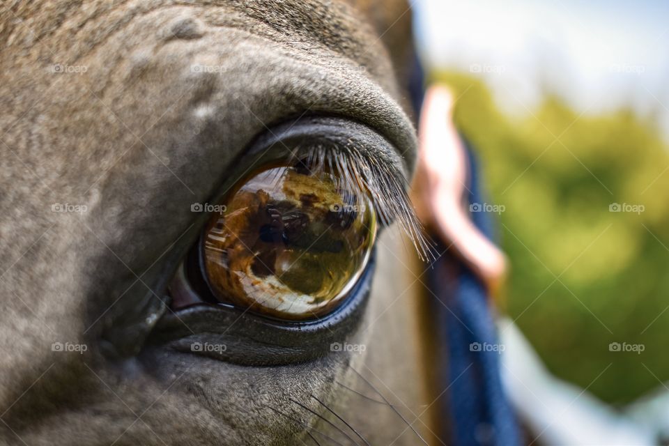 The eye of my beautiful horse beanie 