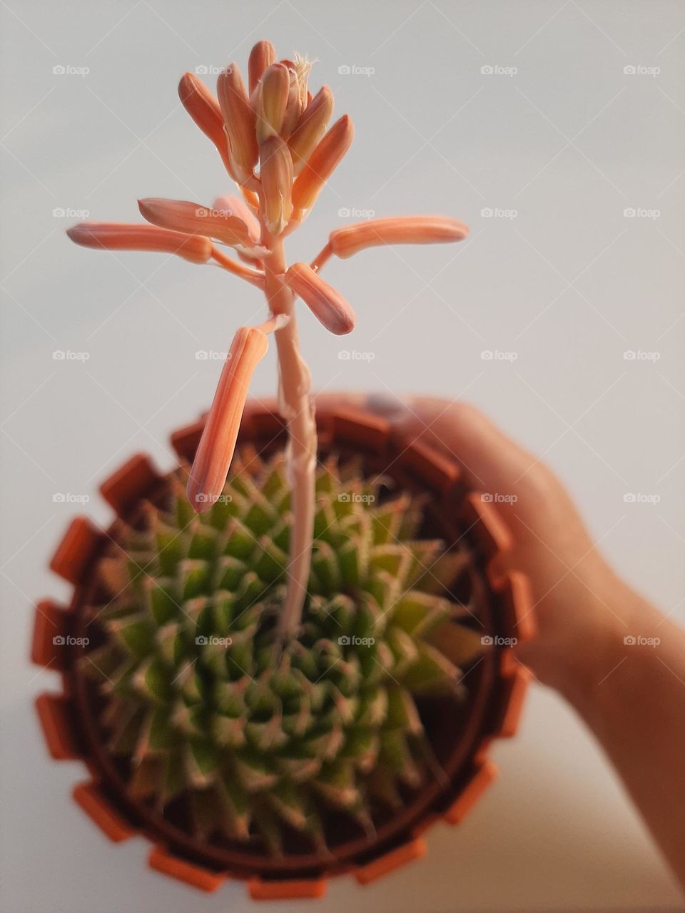 Love & Care for plants