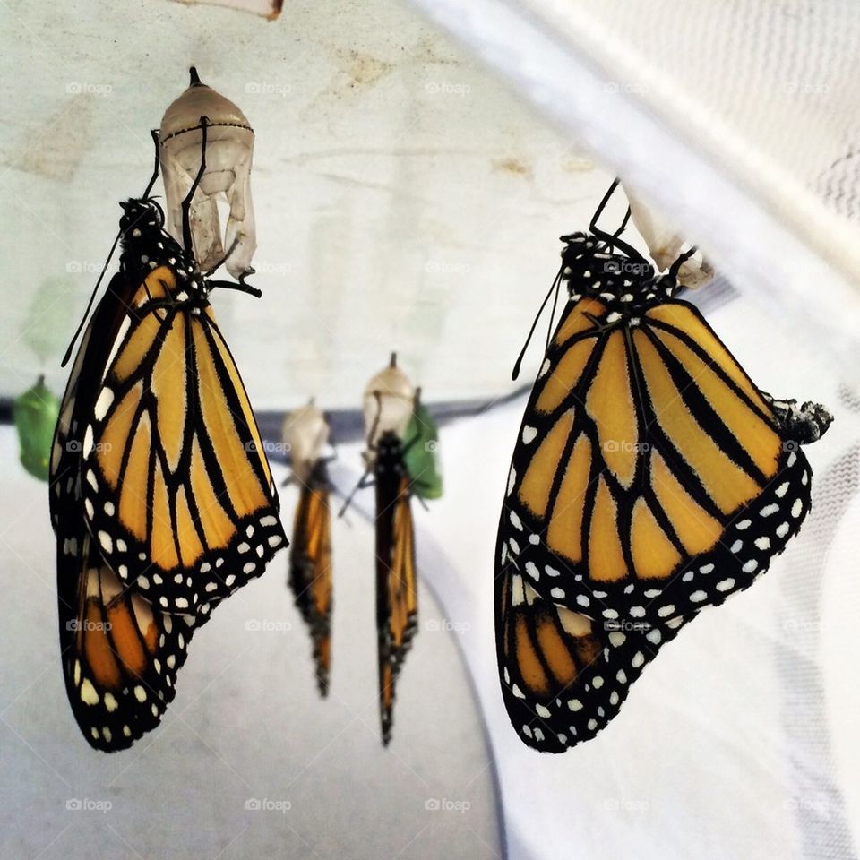 Monarchs