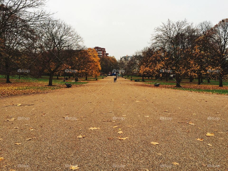 Fall, Tree, Landscape, No Person, Leaf