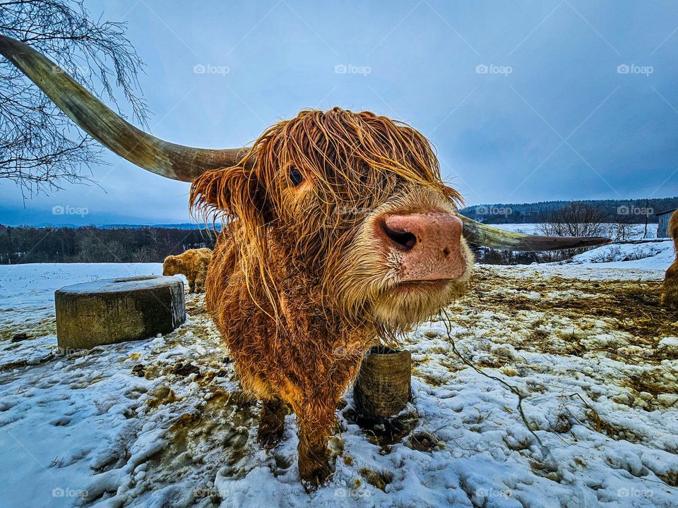 A portrait of a cow.A winterday into Norway .