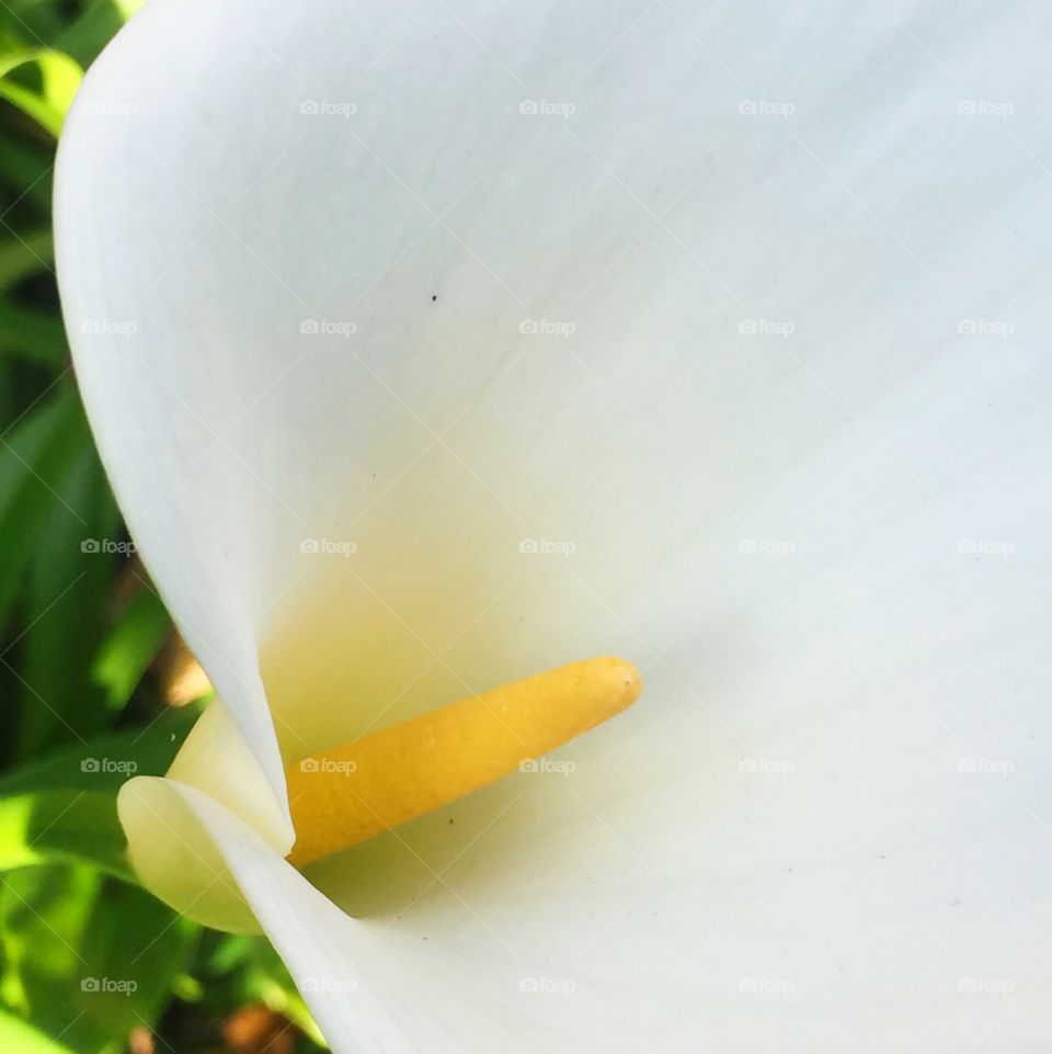 White calla lily 