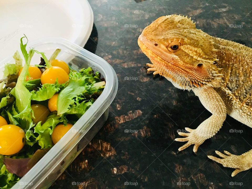 Spikey getting ready for a delicious salad for lunch. I love letting him out of his tank for some free time and exploration. 