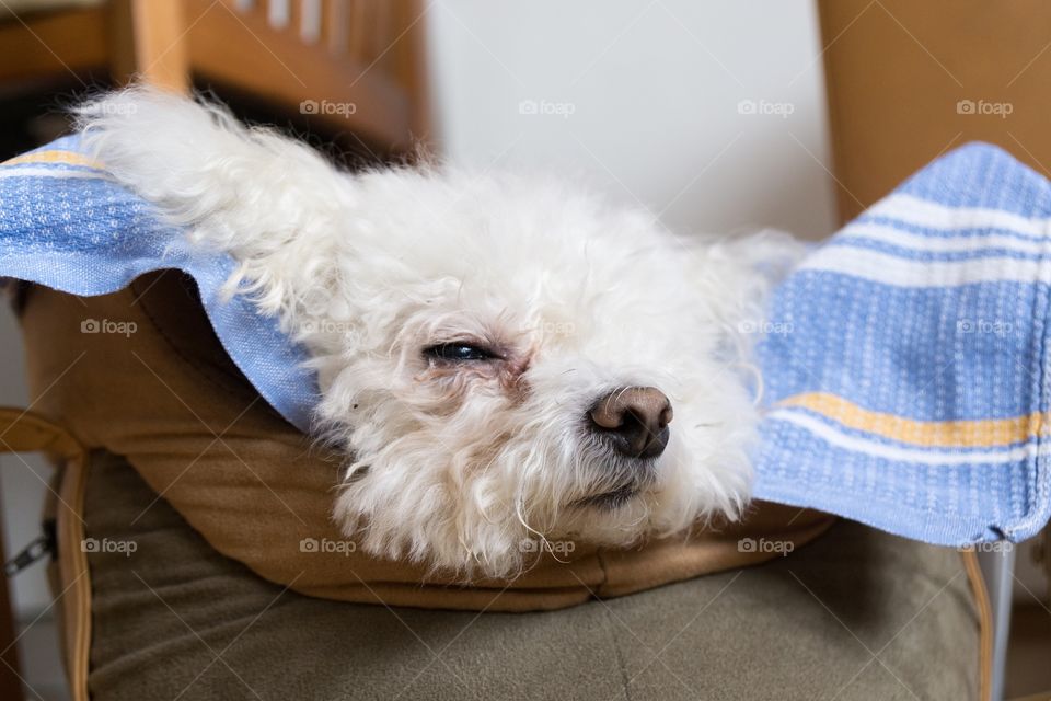 Cute Bichon dog. Slovakia