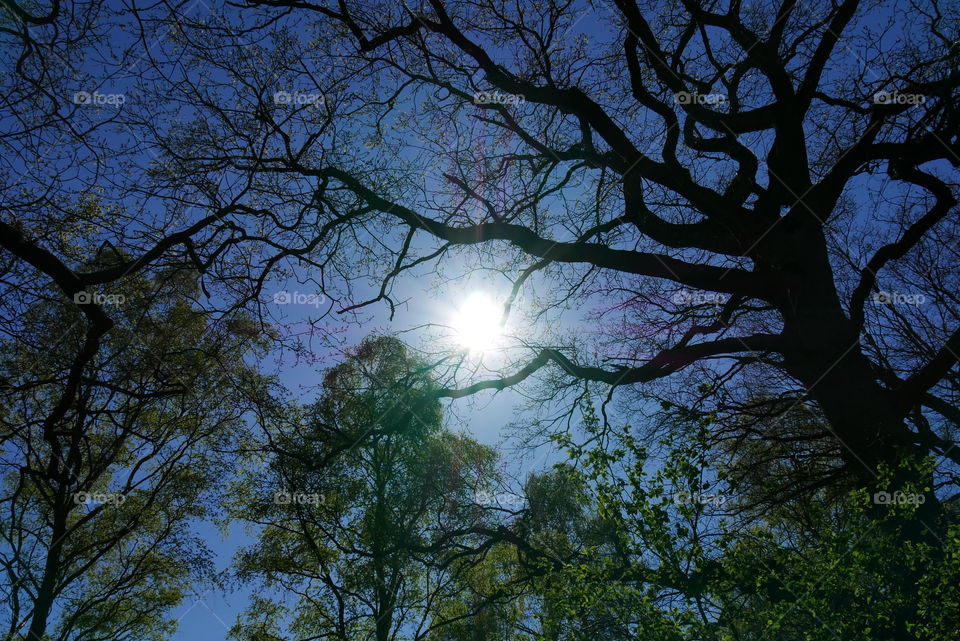 Nature - Springtime in the forest - look upward 