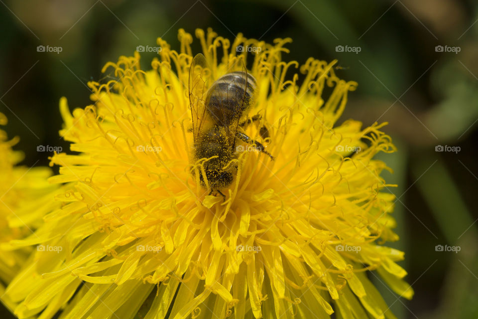 Bee
