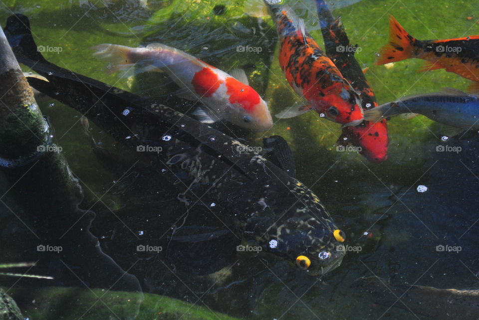 my big friendly snakehead