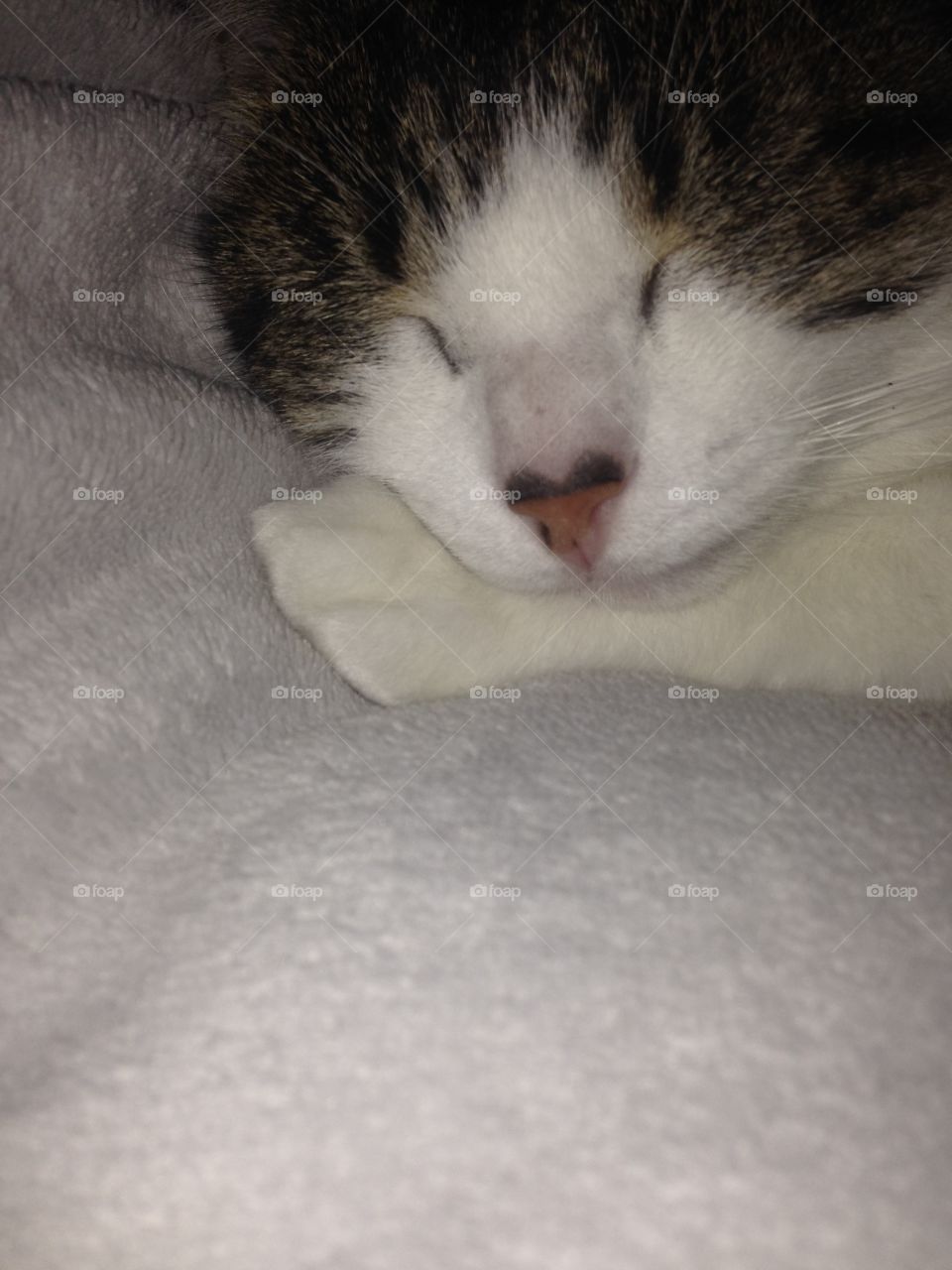 Cat Lila nouse magic majestic sleep