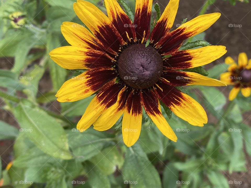 A close up of a flower