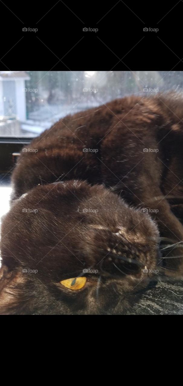 Black cat laying on window sill. Cat laying twisted with head upside down.  Funny cat photo.