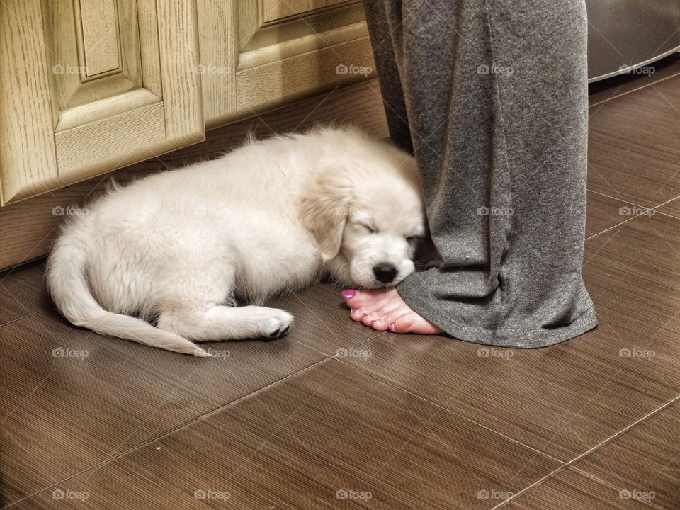 Dog sleeping near pet's leg