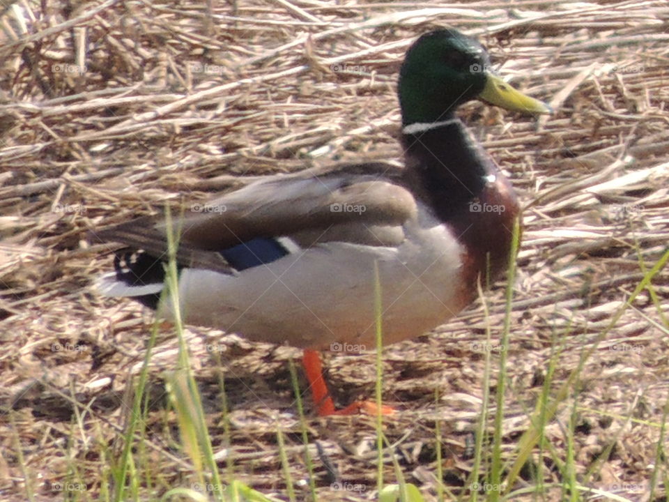 Mallard duck