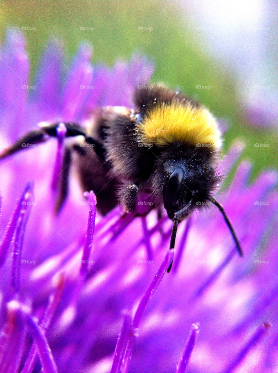 Macro shot of insect on flower