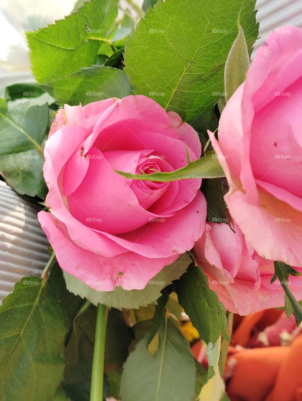 pink flower Rose seasonal fresh shurb small size looks very beautiful generally found everywhere