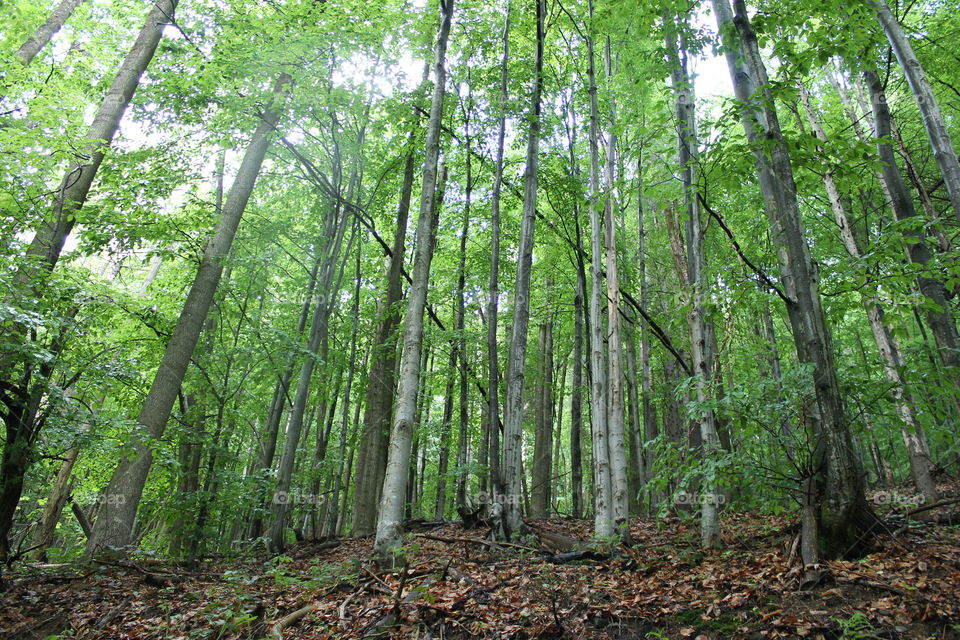 Many trees want to live in this land! 