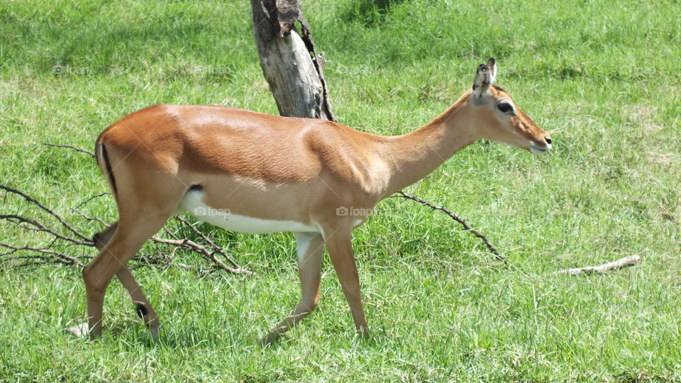 Female Impala