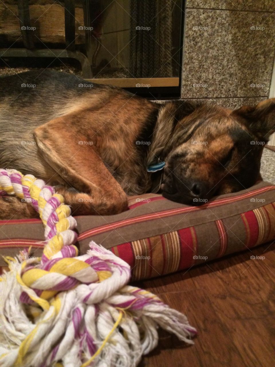 Critter the dog is enjoying his sleep after a long day of playing tug-of-war. 