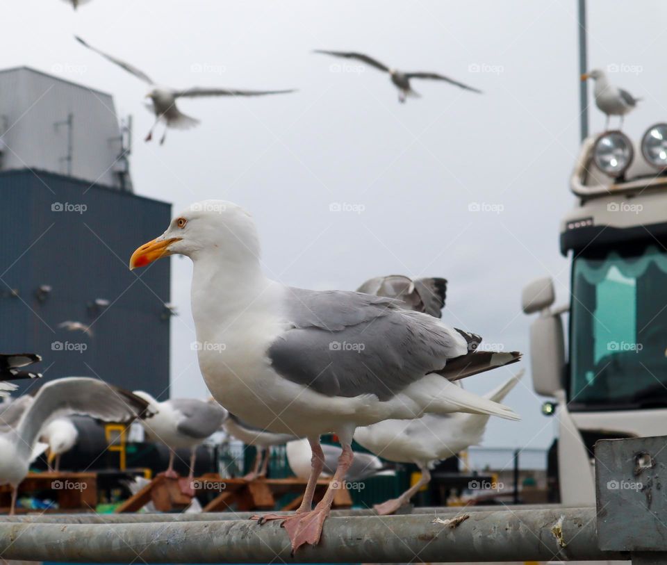 Bird watching at Howth Harbour 