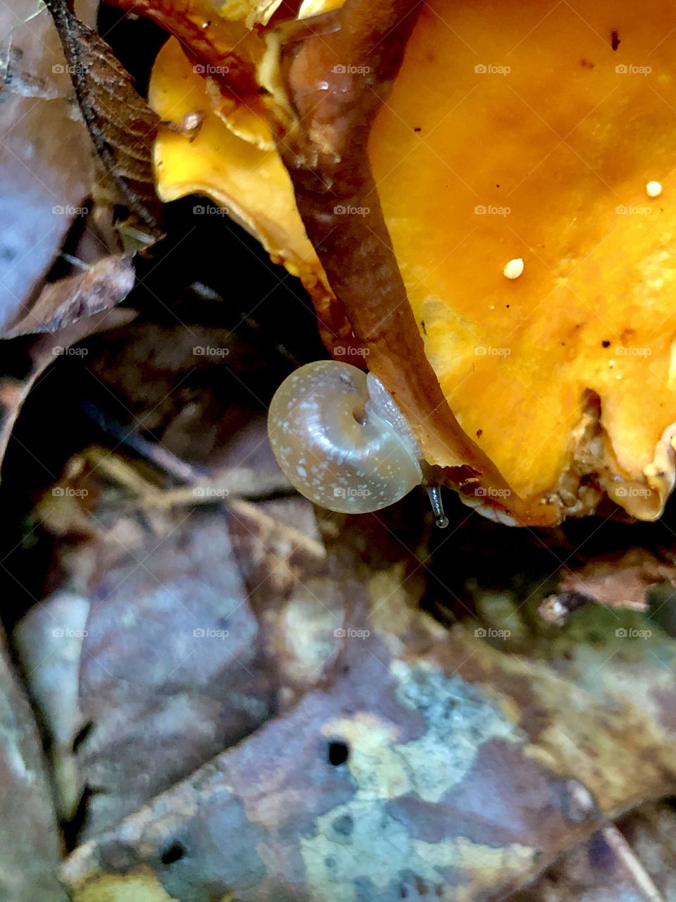 Tiny snail with spotted opaque shell on bright orange mushroom 