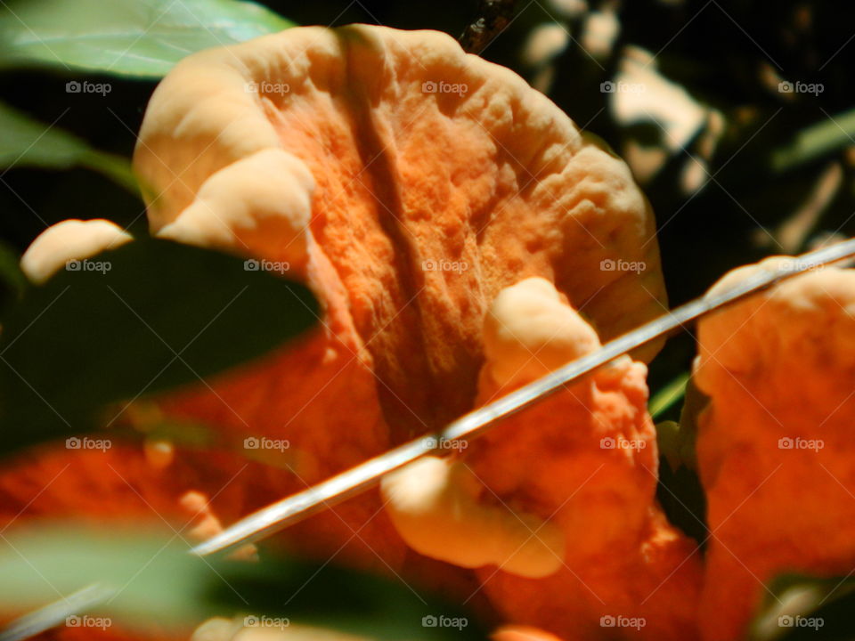 fungus