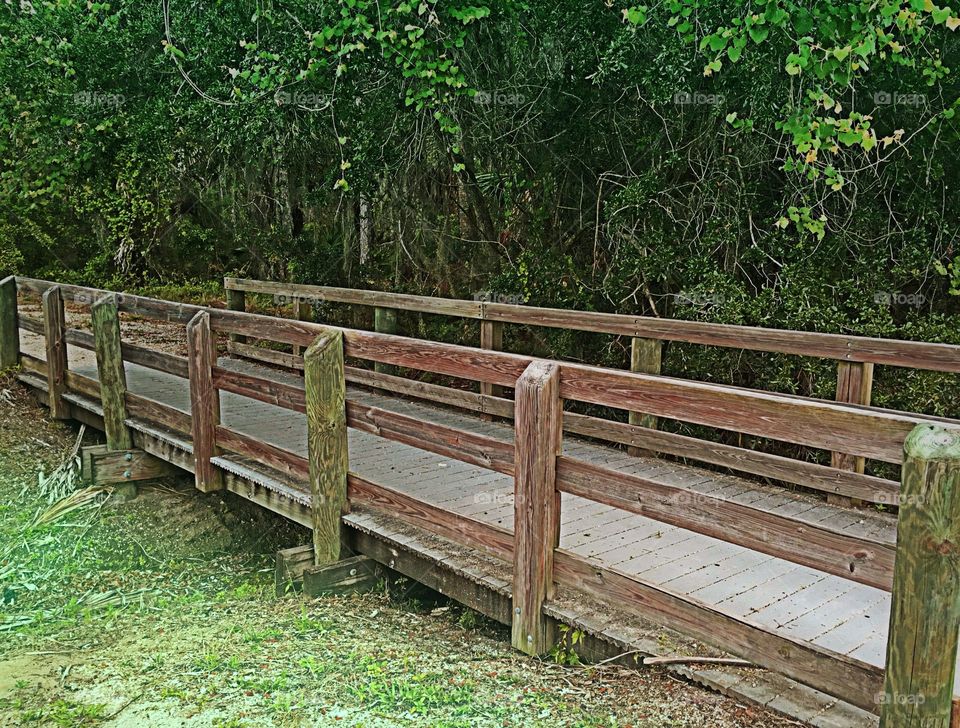 Forest Boardwalk