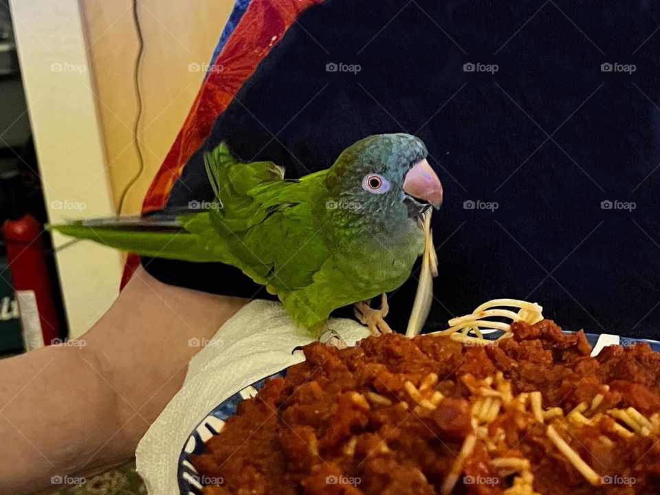 Parrot sharing a meal with a man.