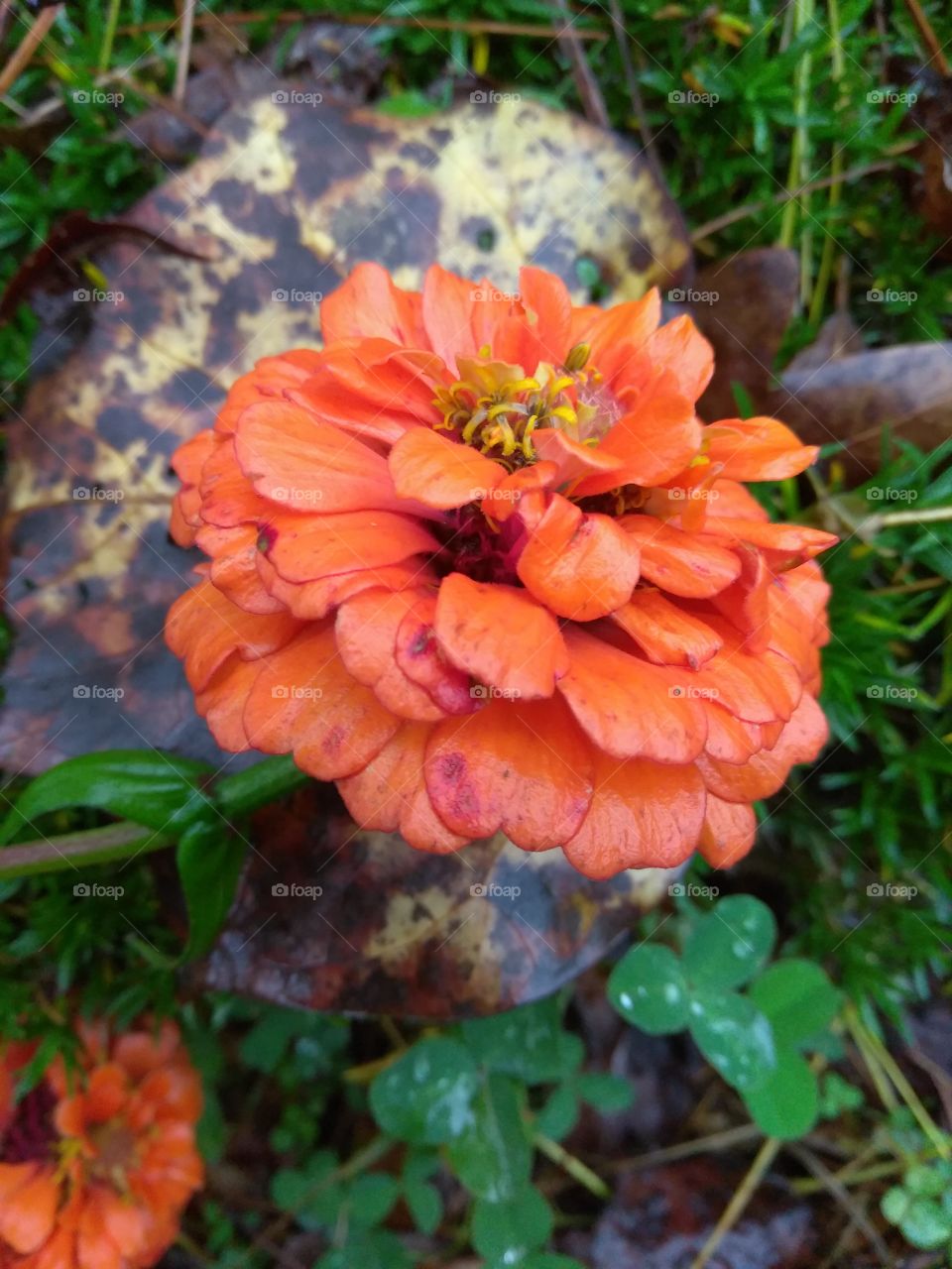 I am in love with the bright orange color of this flower it really catches the eye!