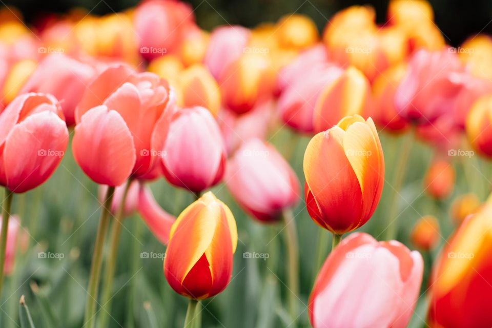 Tulips field in park at spring 