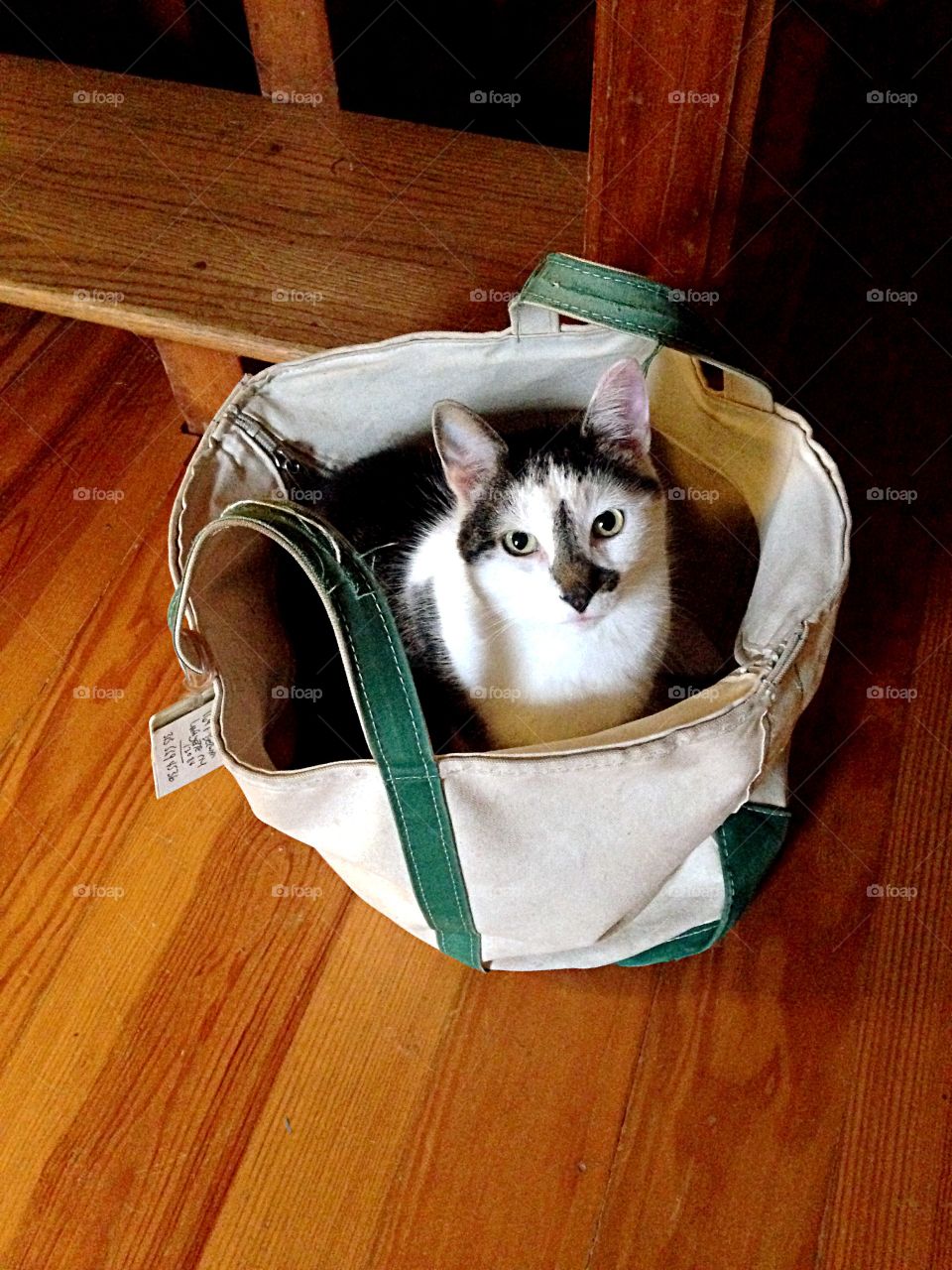 Cute cat in the bag