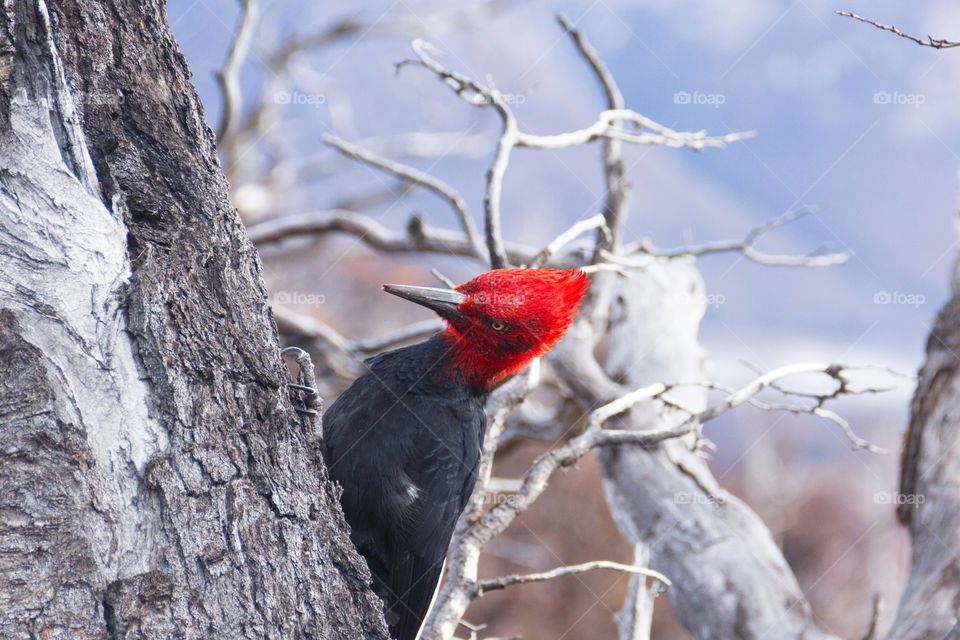 Color red - woodpecker.