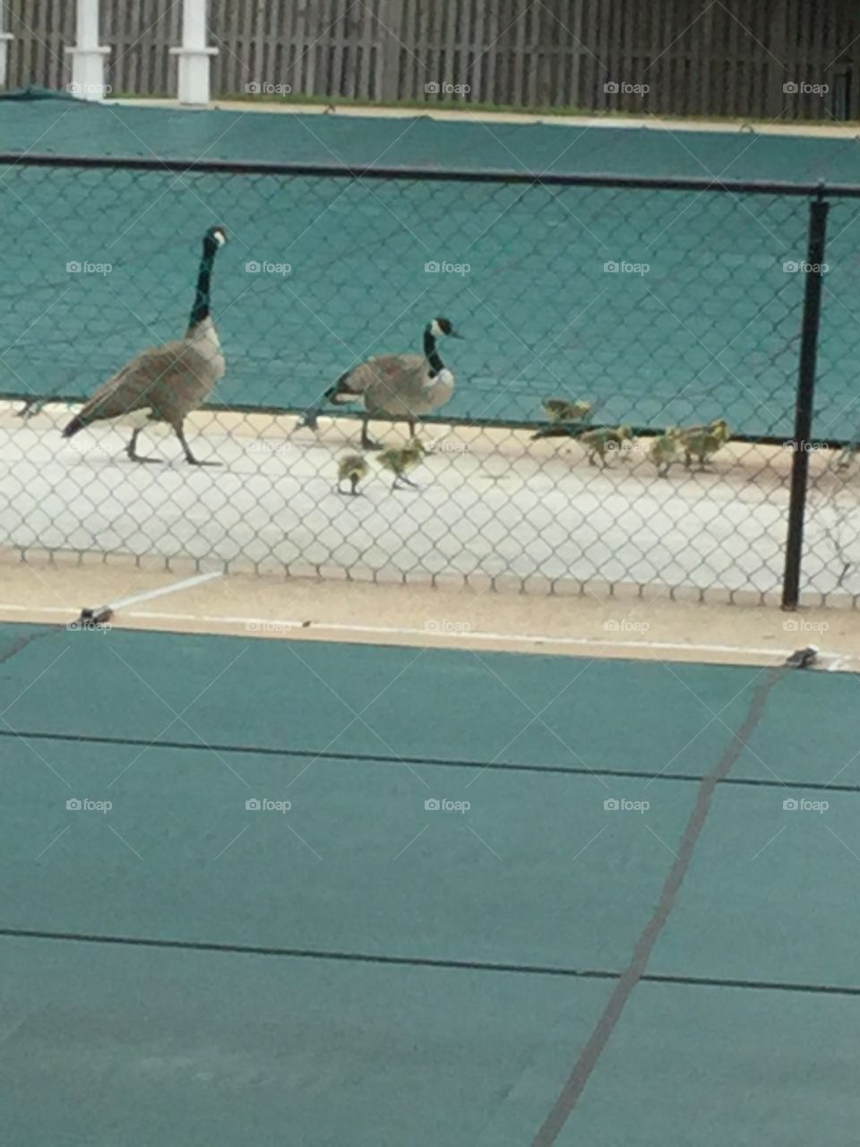 Geese’s  on a family walk with chicks by the pool 