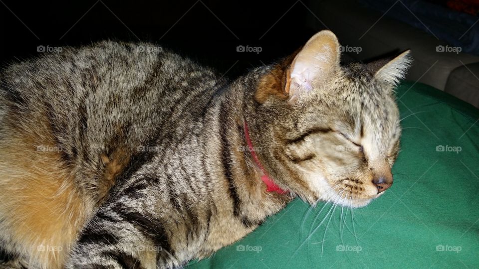 Sleeping cat