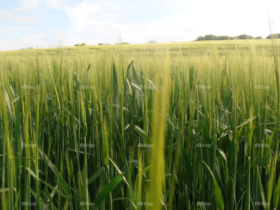 Early Wheat Crops Up Close