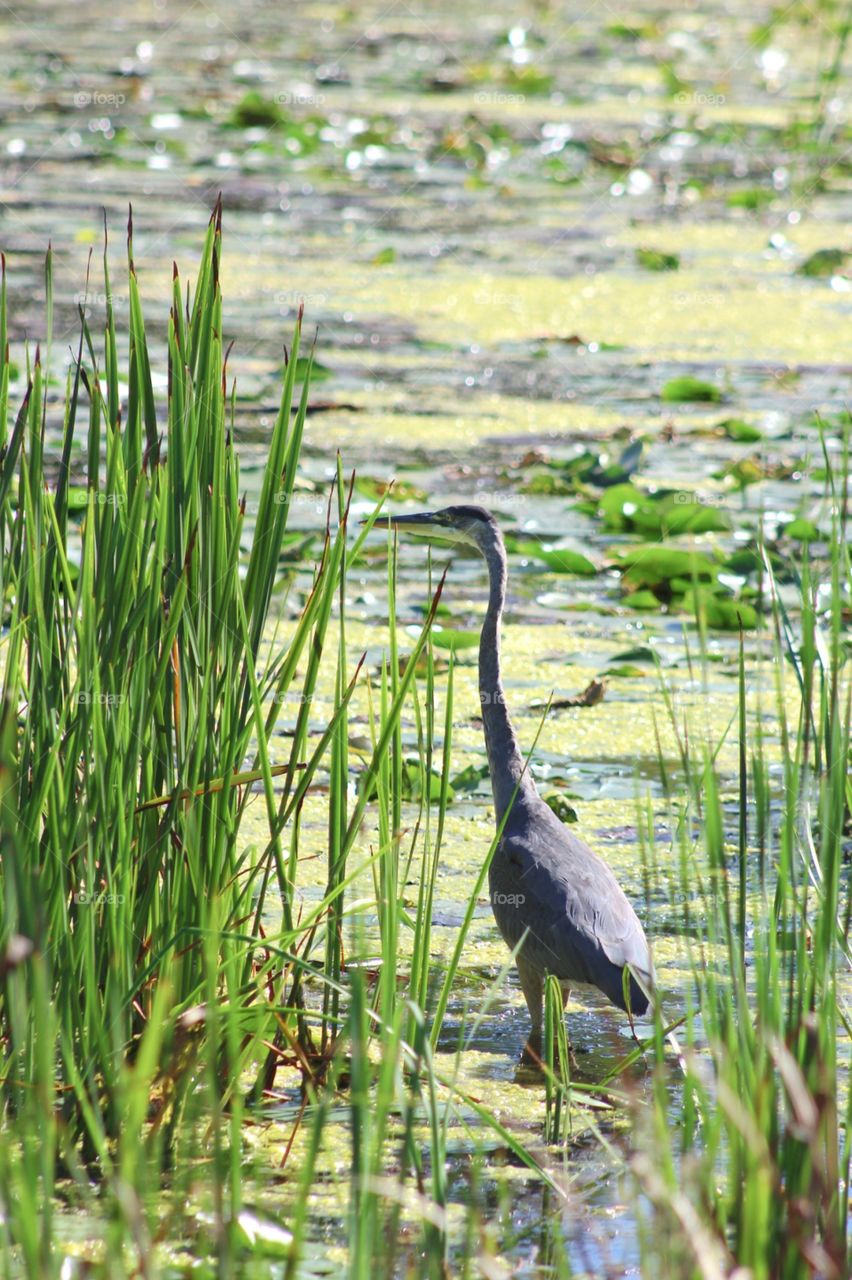 Blue heron beauty