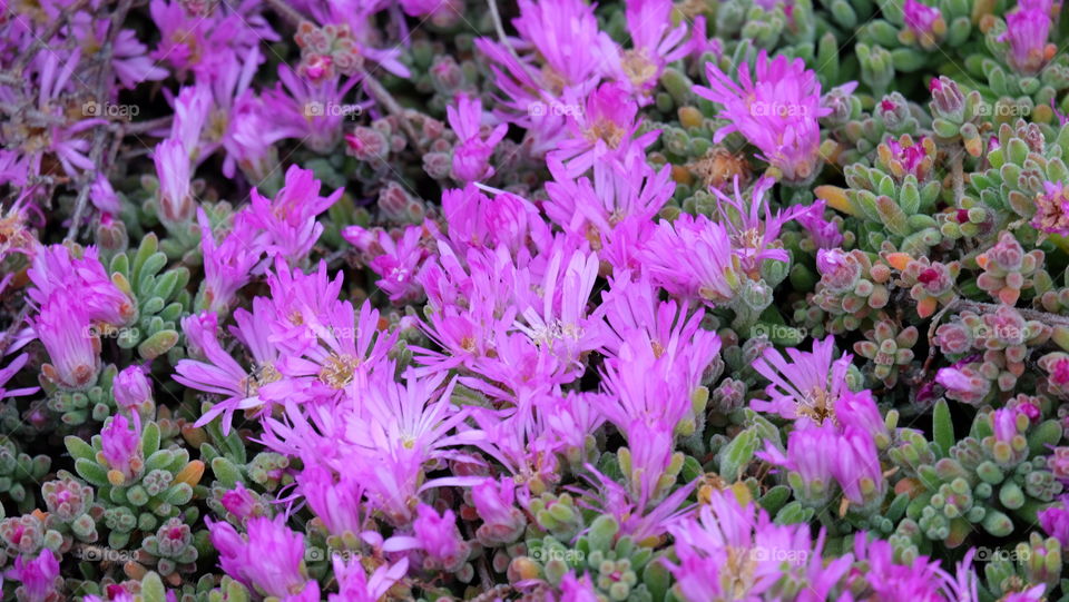 Pink ice plant bloom