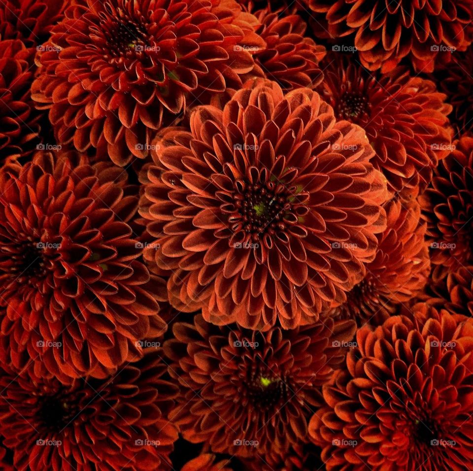 Copper mums 