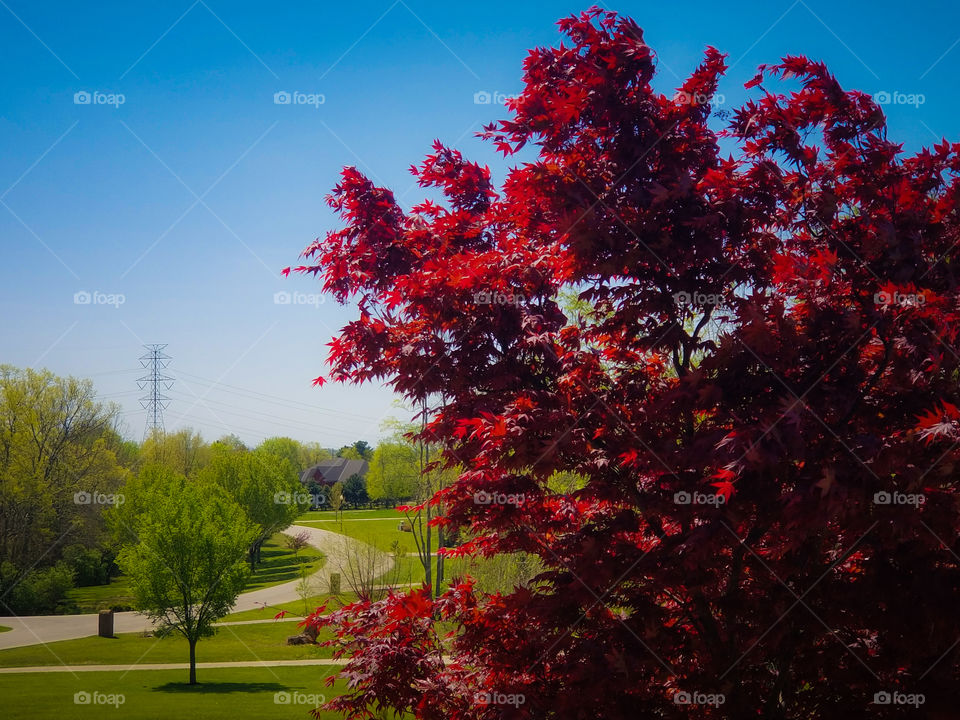 The beauty of spring