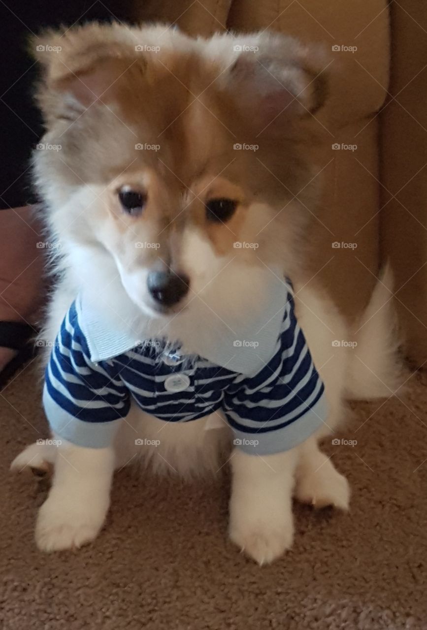 Puppy in a shirt
