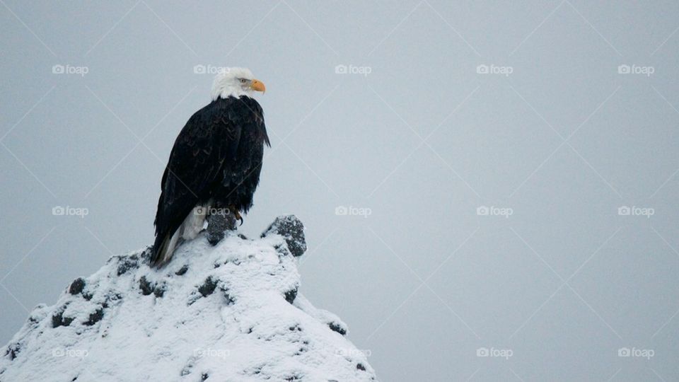 Regal eagle 