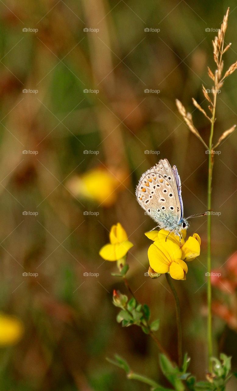 Blue and brown butterfly atop a bright yellow wildflower harvesting pollen in Spring, selective focus room for text. Concept spring, season, transformation, metamorphosis, gardening.