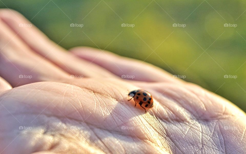 ladybug on a hand outside, nature lovers