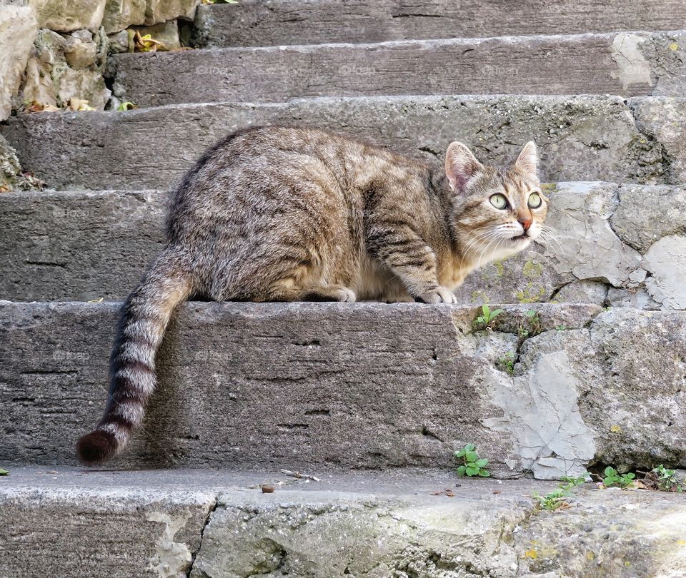 Italian cat