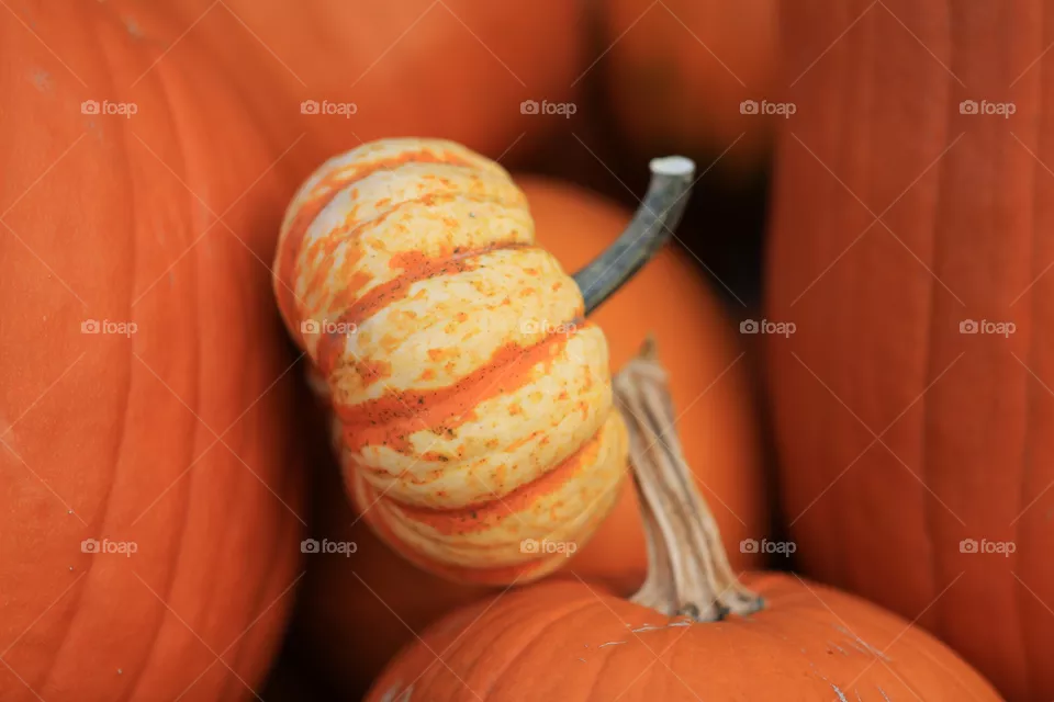 Pumpkins 